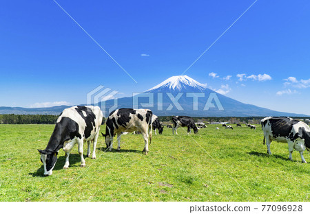 Herd of cows and magnificent Mt. Fuji at Asagiri Kogen Ranch in Fujinomiya City, Shizuoka Prefecture Herd of cows and magnificent Mt. Fuji at Asagiri Kogen Ranch in Fujinomiya City, Shizuoka Prefecture 77096928