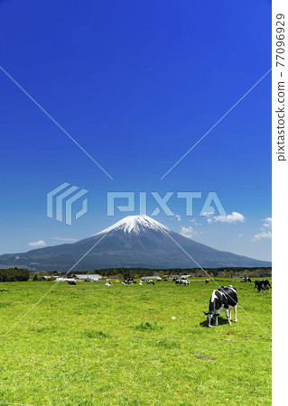 Herd of cows and magnificent Mt. Fuji at Asagiri Kogen Ranch in Fujinomiya City, Shizuoka Prefecture 77096929