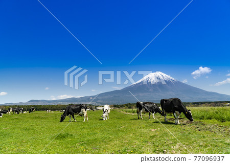 靜岡縣富士宮市朝霧高原牧場的牛群和壯麗的富士山 靜岡縣富士宮市朝霧高原牧場的牛群和壯麗的富士山 77096937