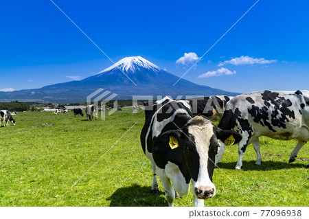 靜岡縣富士宮市朝霧高原牧場的牛群和壯麗的富士山 77096938
