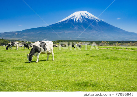 靜岡縣富士宮市朝霧高原牧場的牛群和壯麗的富士山 靜岡縣富士宮市朝霧高原牧場的牛群和壯麗的富士山 77096945