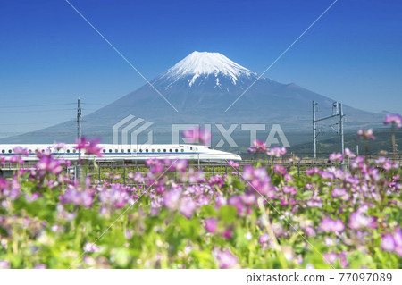 Shinkansen running through the spring field with Mt. Fuji in the background 77097089