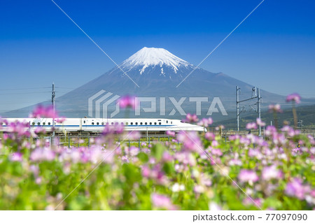 Shinkansen running through the spring field with Mt. Fuji in the background 77097090