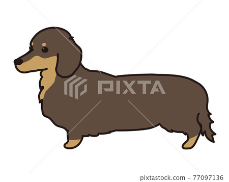 dachshund long coat