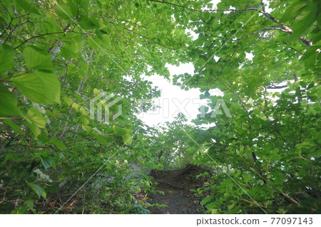 十和田湖秘密展望台 十和田湖秘密展望台 77097143