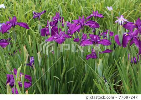 Iris 77097247