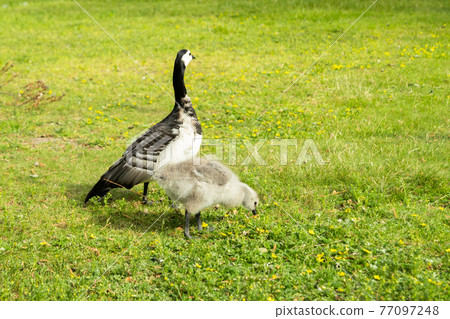Barnacle goose and gosling walking on a park embankment in center of Helsinki, Finland Barnacle goose and gosling walking on a park embankment in center of Helsinki, Finland 77097248