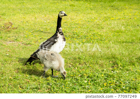 Barnacle goose and gosling walking on a park embankment in center of Helsinki, Finland Barnacle goose and gosling walking on a park embankment in center of Helsinki, Finland 77097249
