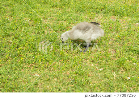 Gosling walking on a park embankment in center of Helsinki, Finland Gosling walking on a park embankment in center of Helsinki, Finland 77097250