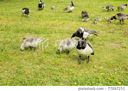 Barnacle gooses and goslings walking on a park embankment in center of Helsinki, Finland Barnacle gooses and goslings walking on a park embankment in center of Helsinki, Finland 77097251