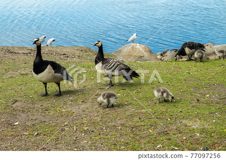 Barnacle gooses and goslings walking on a park embankment in center of Helsinki, Finland 77097256
