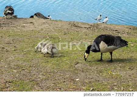Barnacle gooses and goslings walking on a park embankment in center of Helsinki, Finland Barnacle gooses and goslings walking on a park embankment in center of Helsinki, Finland 77097257