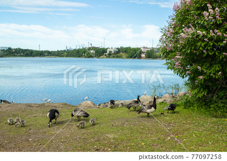 Barnacle gooses and goslings walking on a park embankment in center of Helsinki, Finland 77097258