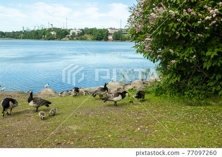 Barnacle gooses and goslings walking on a park embankment in center of Helsinki, Finland Barnacle gooses and goslings walking on a park embankment in center of Helsinki, Finland 77097260