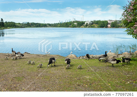 Barnacle gooses and goslings walking on a park embankment in center of Helsinki, Finland Barnacle gooses and goslings walking on a park embankment in center of Helsinki, Finland 77097261