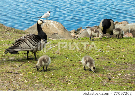 Barnacle gooses and goslings walking on a park embankment in center of Helsinki, Finland 77097262