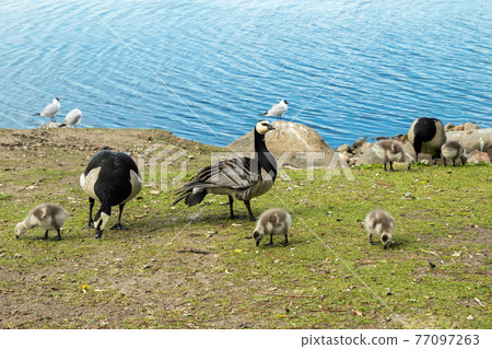 Barnacle gooses and goslings walking on a park embankment in center of Helsinki, Finland 77097263