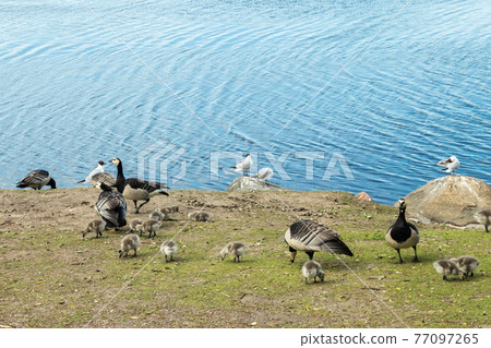 Barnacle gooses and goslings walking on a park embankment in center of Helsinki, Finland Barnacle gooses and goslings walking on a park embankment in center of Helsinki, Finland 77097265