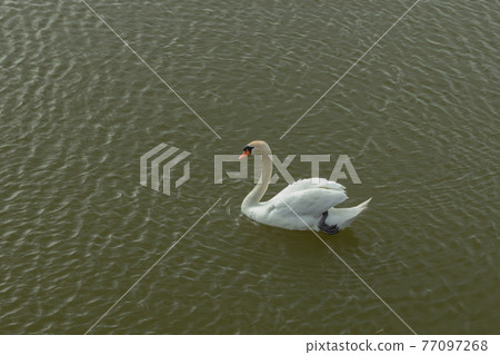 Mute Swan on Toolo bay in Helsinki, Finland Mute Swan on Toolo bay in Helsinki, Finland 77097268