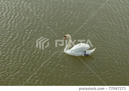 Mute Swan on Toolo bay in Helsinki, Finland Mute Swan on Toolo bay in Helsinki, Finland 77097271