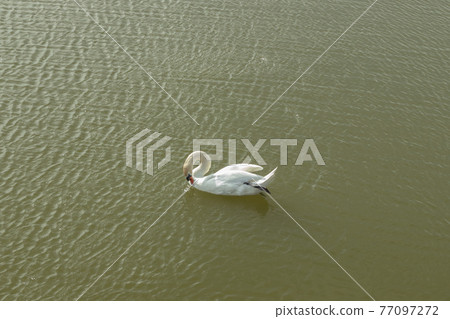 Mute Swan on Toolo bay in Helsinki, Finland Mute Swan on Toolo bay in Helsinki, Finland 77097272