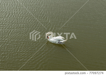 Mute Swan on Toolo bay in Helsinki, Finland Mute Swan on Toolo bay in Helsinki, Finland 77097274