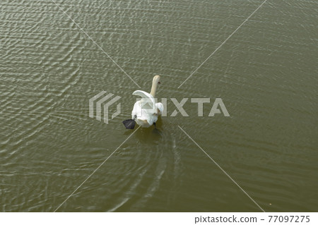 Mute Swan on Toolo bay in Helsinki, Finland 77097275
