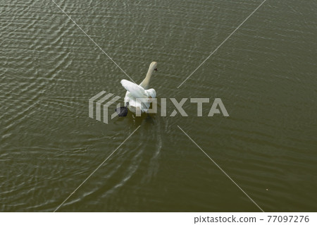Mute Swan on Toolo bay in Helsinki, Finland 77097276