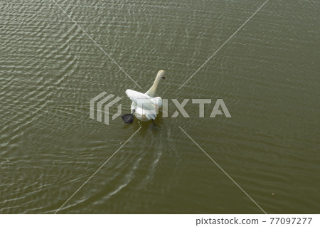 Mute Swan on Toolo bay in Helsinki, Finland Mute Swan on Toolo bay in Helsinki, Finland 77097277