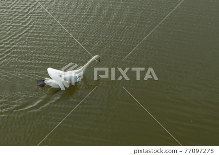 Mute Swan on Toolo bay in Helsinki, Finland Mute Swan on Toolo bay in Helsinki, Finland 77097278