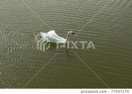Mute Swan on Toolo bay in Helsinki, Finland Mute Swan on Toolo bay in Helsinki, Finland 77097279