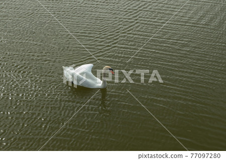 Mute Swan on Toolo bay in Helsinki, Finland Mute Swan on Toolo bay in Helsinki, Finland 77097280