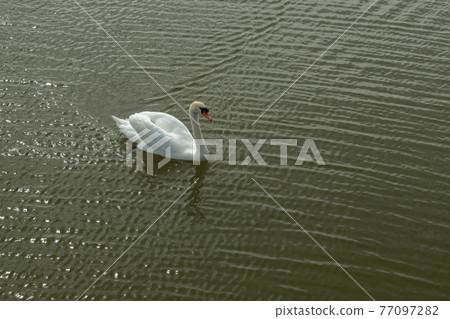 Mute Swan on Toolo bay in Helsinki, Finland 77097282