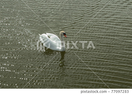Mute Swan on Toolo bay in Helsinki, Finland Mute Swan on Toolo bay in Helsinki, Finland 77097283