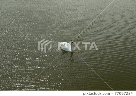 Mute Swan on Toolo bay in Helsinki, Finland Mute Swan on Toolo bay in Helsinki, Finland 77097284