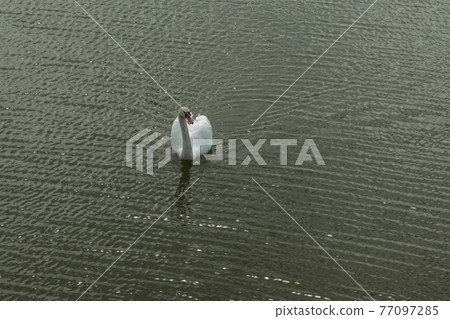 Mute Swan on Toolo bay in Helsinki, Finland Mute Swan on Toolo bay in Helsinki, Finland 77097285