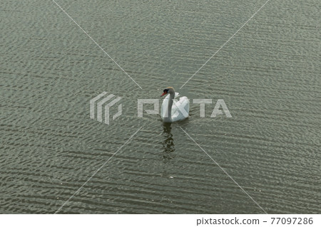 Mute Swan on Toolo bay in Helsinki, Finland Mute Swan on Toolo bay in Helsinki, Finland 77097286