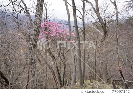 Akayashio is in bloom on the Hiking Road of Bizen Tateyama on the Ashio Copper Mine in Ashio Town, Nikko City, Tochigi Prefecture. Akayashio is in bloom on the Hiking Road of Bizen Tateyama on the Ashio Copper Mine in Ashio Town, Nikko City, Tochigi Prefecture. 77097342