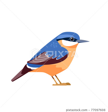 Eurasian nuthatch or wood nuthatch, Sitta europaea is a small passerine bird. Cartoon flat beautiful character bird of ornithology, vector illustration isolated on white background 77097608