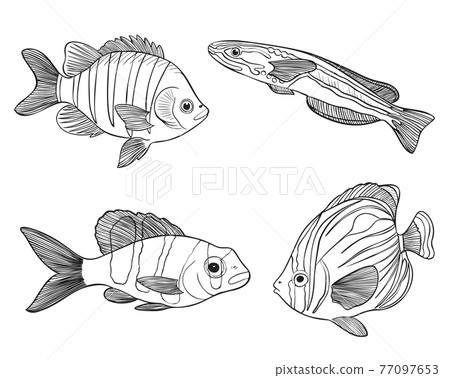 Reef Fishes Sketch Vector Illustration. Hand Drawn Underwater Animals Set. Realistic Nature Elements for Fishing Store, Seafood Design. 77097653