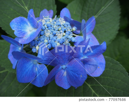  hydrangea 77097686