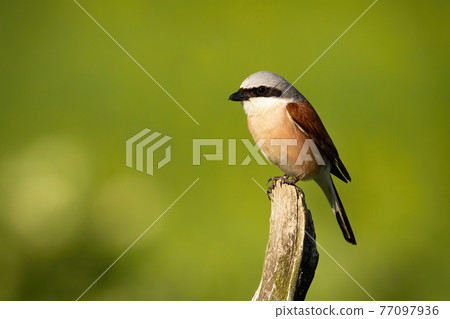 Red-backed shrike sitting on branch in summer sunlight 77097936
