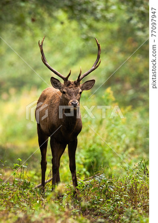 Red deer stag looking in forest autumn nature in vertical shot 77097947