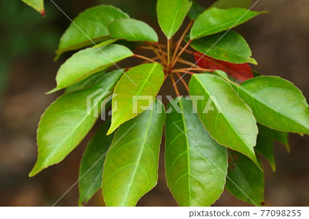 Natural plant Kobanmochi, leaves spreading at the tip of branches. You can see the autumn leaves of the Elaeocarpaceae tree all year round. 77098255