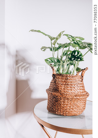 Monstera Monkey Mask 77098353