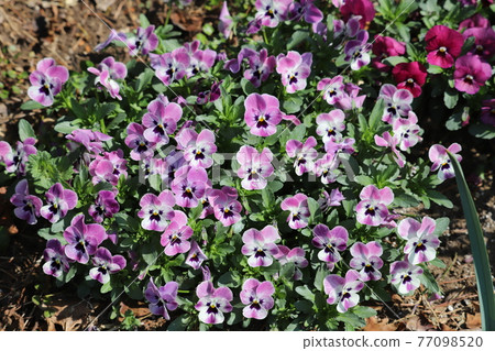 Viola flowers blooming in the flowerbed in early spring Viola flowers blooming in the flowerbed in early spring 77098520