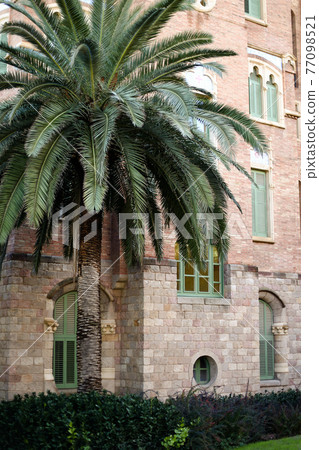 Photo of palm near old building in Europe. 77098521
