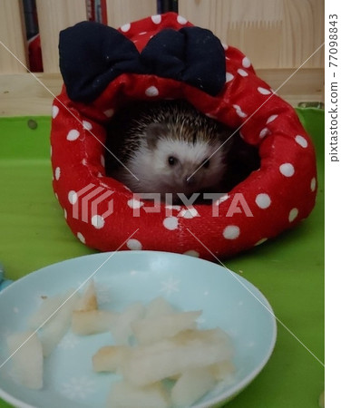 Hedgehog searching for snacks by smell Hedgehog searching for snacks by smell 77098843