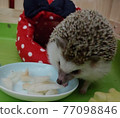 Hedgehog eating snack 77098846