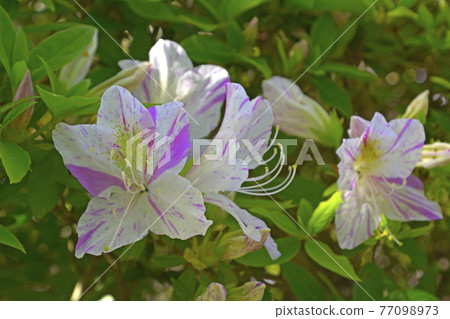 Azalea of Kairakuen Azalea of Kairakuen 77098973